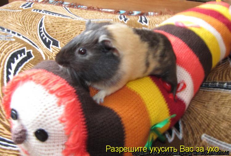 Разрешите укусить Вас за ухо....... Котоматрица: Разрешите укусить Вас за ухо....