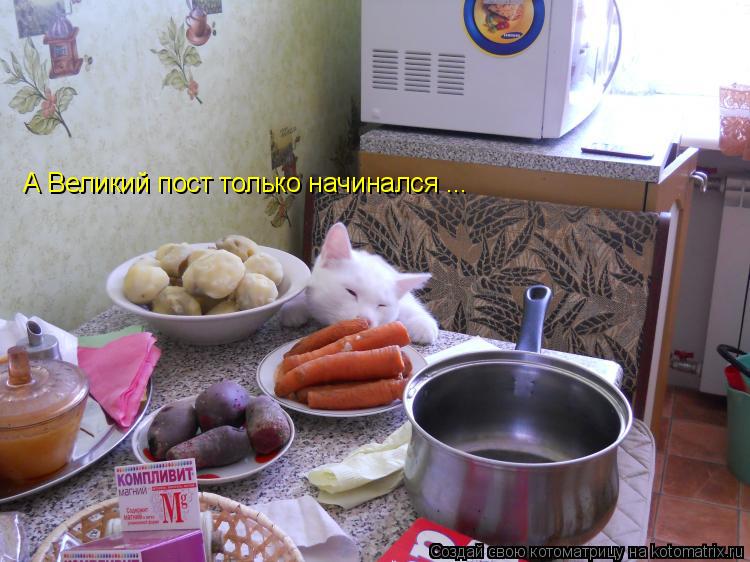 А Великий пост только начинался ...... Котоматрица: А Великий пост только начинался ...