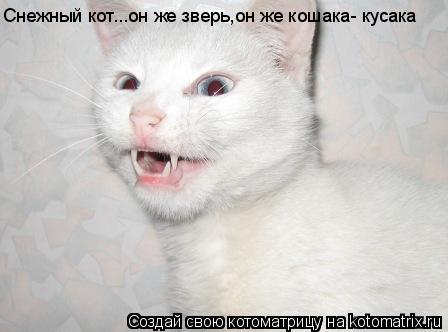 Снежный кот...он же зверь,он же кошака- кусака... Котоматрица: Снежный кот...он же зверь,он же кошака- кусака