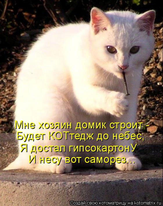 Мне хозяин домик строит - Будет КОТтедж до небес, Я достал гипсокартонУ И несу вот саморез...... Котоматрица: Мне хозяин домик строит - Будет КОТтедж до небес, Я достал гипсокартонУ И несу вот саморез...