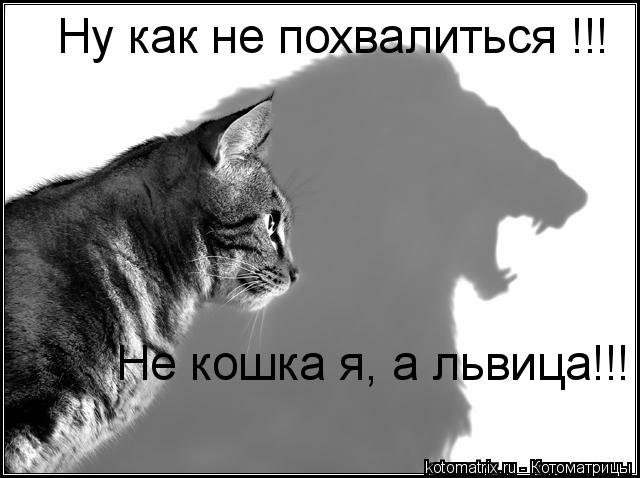 Ну как не похвалиться !!! Не кошка я, а львица!!!... Котоматрица: Ну как не похвалиться !!! Не кошка я, а львица!!!