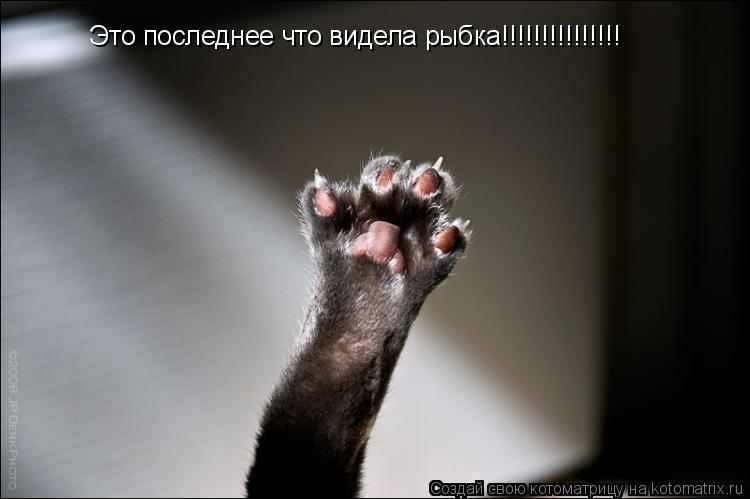 Это последнее что видела рыбка!!!!!!!!!!!!!!!... Котоматрица: Это последнее что видела рыбка!!!!!!!!!!!!!!!