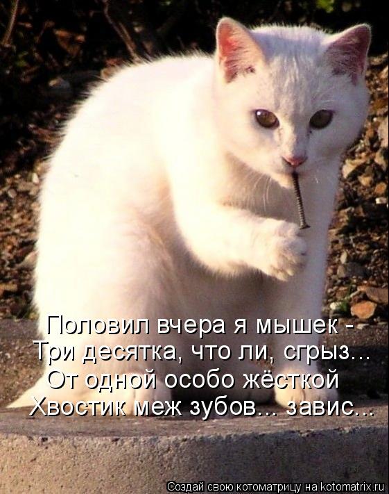 Половил вчера я мышек - Три десятка, что ли, сгрыз... От одной особо жёсткой Хвостик меж зубов... зав... Котоматрица: Половил вчера я мышек - Три десятка, что ли, сгрыз... От одной особо жёсткой Хвостик меж зубов... завис...