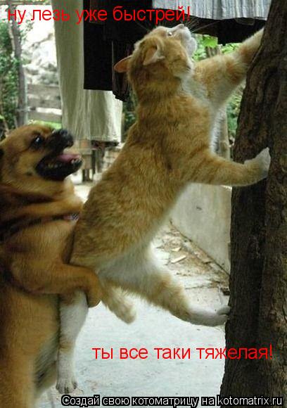 ну лезь уже быстрей! ты все таки тяжелая!... Котоматрица: ну лезь уже быстрей! ты все таки тяжелая!