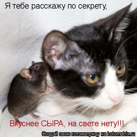 Я тебе расскажу по секрету, Вкуснее СЫРА, на свете нету!!!... Котоматрица: Я тебе расскажу по секрету, Вкуснее СЫРА, на свете нету!!!