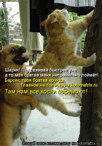 Шарик! Подсаживай быстрее уже, а то моя братва меня неправильно поймёт! Барсик, твоя братва ерунда. Г... Котоматрица: Шарик! Подсаживай быстрее уже, а то моя братва меня неправильно поймёт! Барсик, твоя братва ерунда. Главное не попасть на kotomatrix.ru Там нам все