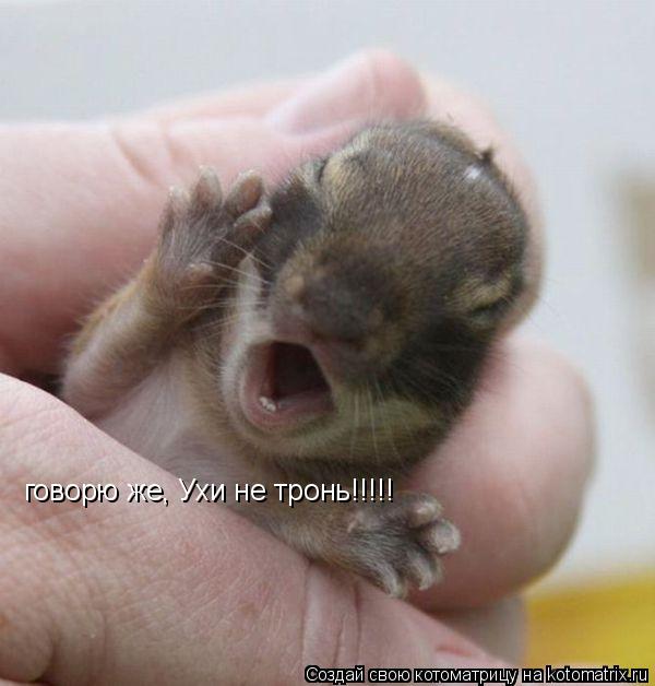 говорю же, Ухи не тронь!!!!!... Котоматрица: говорю же, Ухи не тронь!!!!!