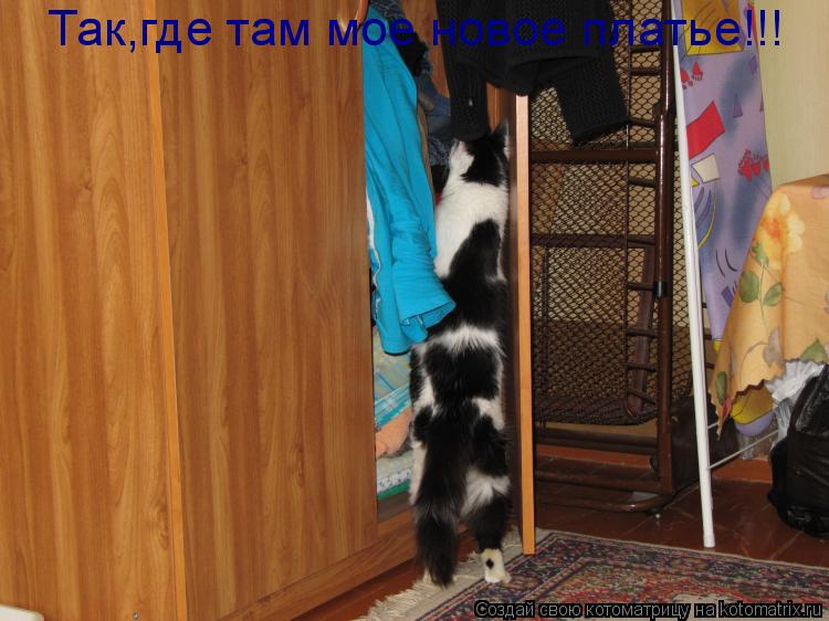 Так,где там мое новое платье!!!... Котоматрица: Так,где там мое новое платье!!!