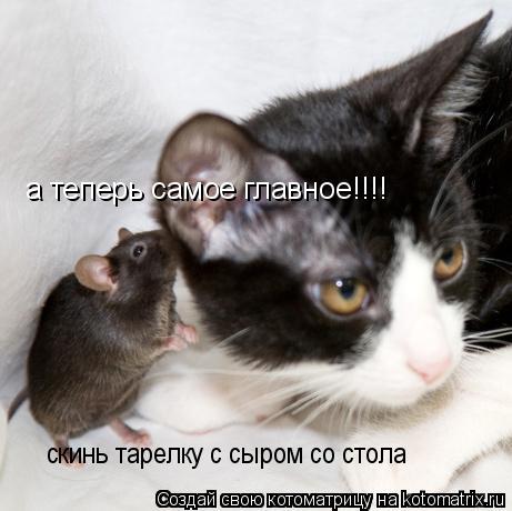 а теперь самое главное!!!! скинь тарелку с сыром со стола... Котоматрица: а теперь самое главное!!!! скинь тарелку с сыром со стола