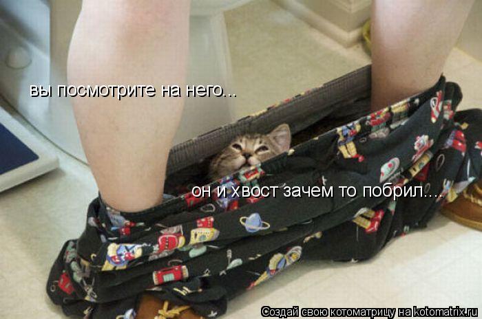 вы посмотрите на него... он и хвост зачем то побрил....... Котоматрица: вы посмотрите на него... он и хвост зачем то побрил....