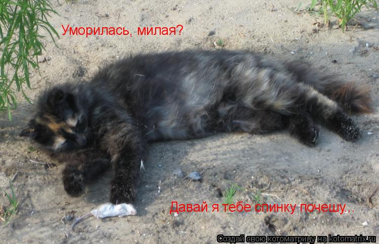 Уморилась, милая? Давай я тебе спинку почешу...... Котоматрица: Уморилась, милая? Давай я тебе спинку почешу...