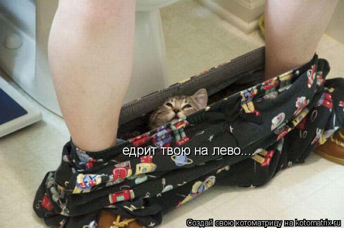 едрит твою на лево....... Котоматрица: едрит твою на лево....