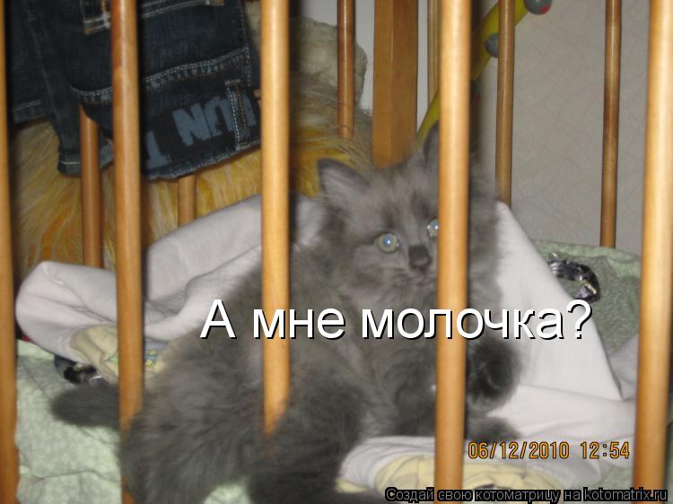 А мне молочка?... Котоматрица: А мне молочка?