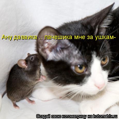 Ану даваика .. пачешика мне за ушкам-... Котоматрица: Ану даваика .. пачешика мне за ушкам-