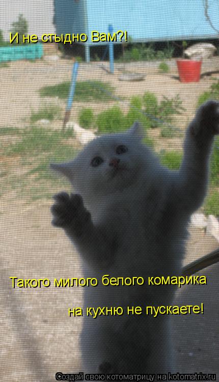 И не стыдно Вам?! Такого милого белого комарика на кухню не пускаете!... Котоматрица: И не стыдно Вам?! Такого милого белого комарика на кухню не пускаете!