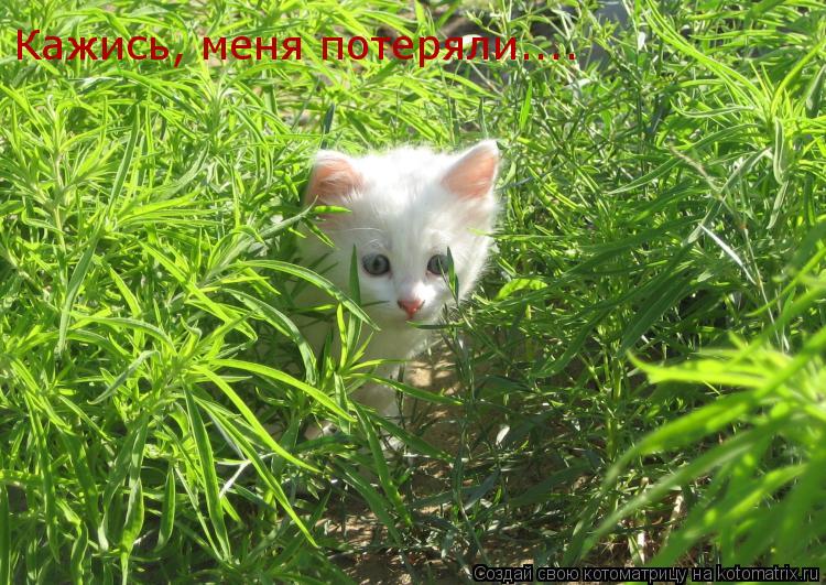 Кажись, меня потеряли....... Котоматрица: Кажись, меня потеряли....