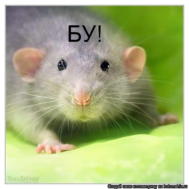 БУ!... Котоматрица: БУ!