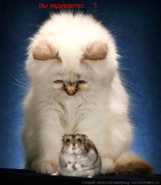 Вы издиваетес.....?... Котоматрица: Вы издиваетес.....?