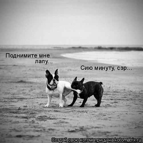Поднимите мне лапу... Сию минуту, сэр...... Котоматрица: Поднимите мне лапу... Сию минуту, сэр...