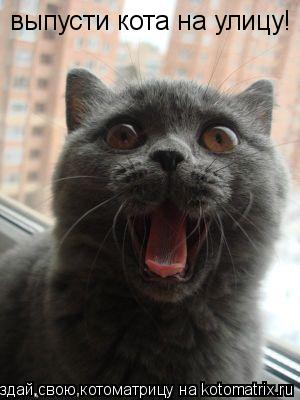 выпусти кота на улицу!... Котоматрица: выпусти кота на улицу!