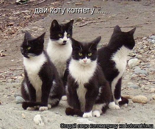 даи коту котлету........... Котоматрица: даи коту котлету........
