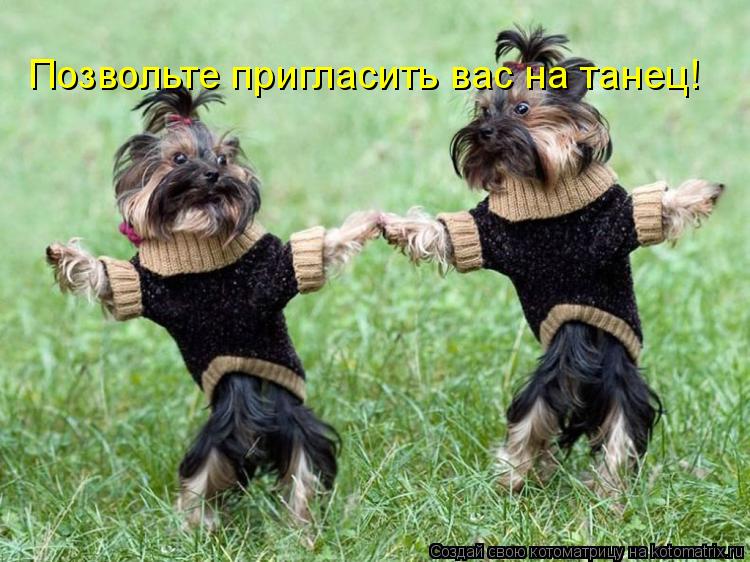 Позвольте пригласить вас на танец!... Котоматрица: Позвольте пригласить вас на танец!