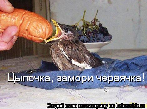 Цыпочка, замори червячка!... Котоматрица: Цыпочка, замори червячка!