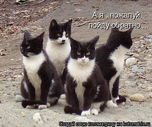 А я , пожалуй, пойду обратно ...... Котоматрица: А я , пожалуй, пойду обратно ...