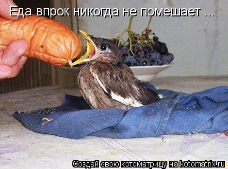 Еда впрок никогда не помешает ...... Котоматрица: Еда впрок никогда не помешает ...
