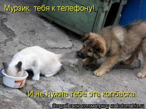 Мурзик, тебя к телефону! И не нужна тебе эта колбаска.... Котоматрица: Мурзик, тебя к телефону! И не нужна тебе эта колбаска.