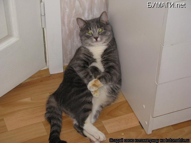 БУМАГИ.net... Котоматрица: БУМАГИ.net