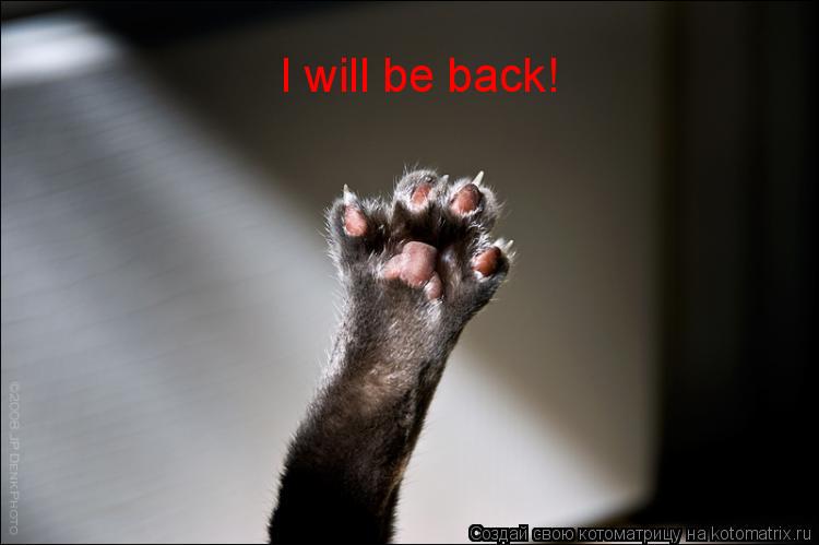 I will be back!... Котоматрица: I will be back!