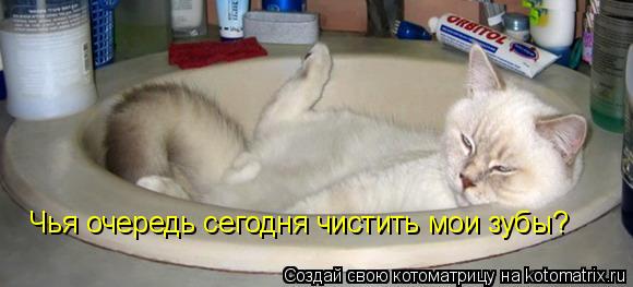 Чья очередь сегодня чистить мои зубы?... Котоматрица: Чья очередь сегодня чистить мои зубы?