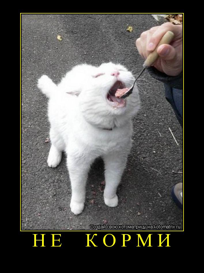 не корми ... Котоматрица: не корми