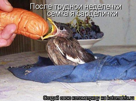 После труднои неделечки семка я сарделички... Котоматрица: После труднои неделечки семка я сарделички