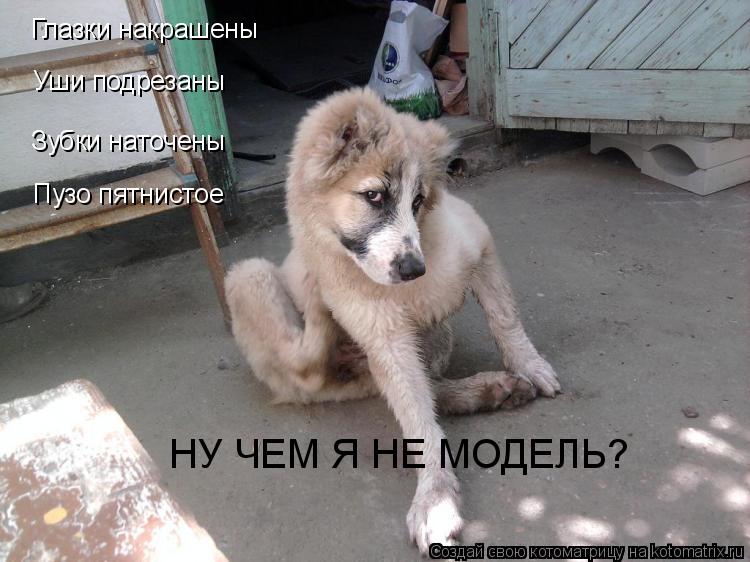 Глазки накрашены Уши подрезаны Зубки наточены Пузо пятнистое НУ ЧЕМ Я НЕ МОДЕЛЬ?... Котоматрица: Глазки накрашены Уши подрезаны Зубки наточены Пузо пятнистое НУ ЧЕМ Я НЕ МОДЕЛЬ?