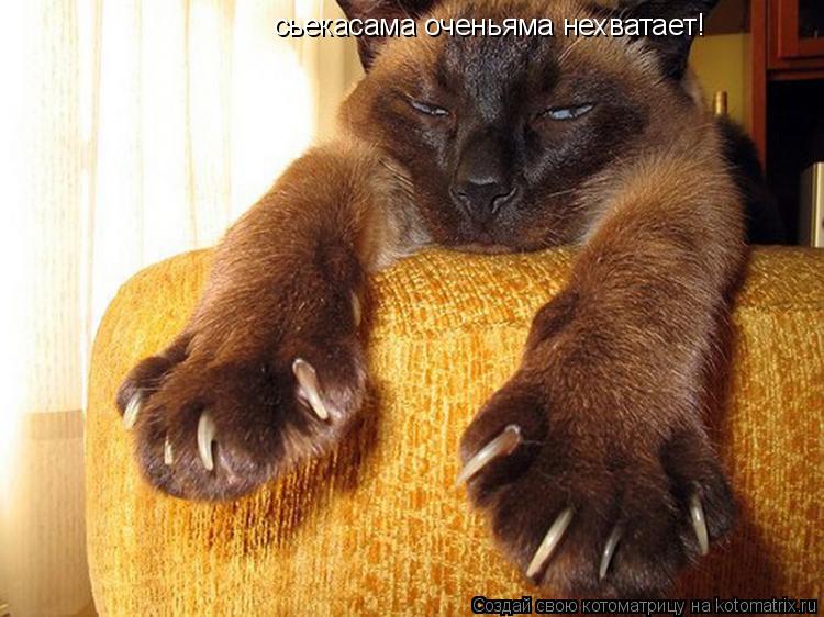 сьекасама оченьяма нехватает!... Котоматрица: сьекасама оченьяма нехватает!