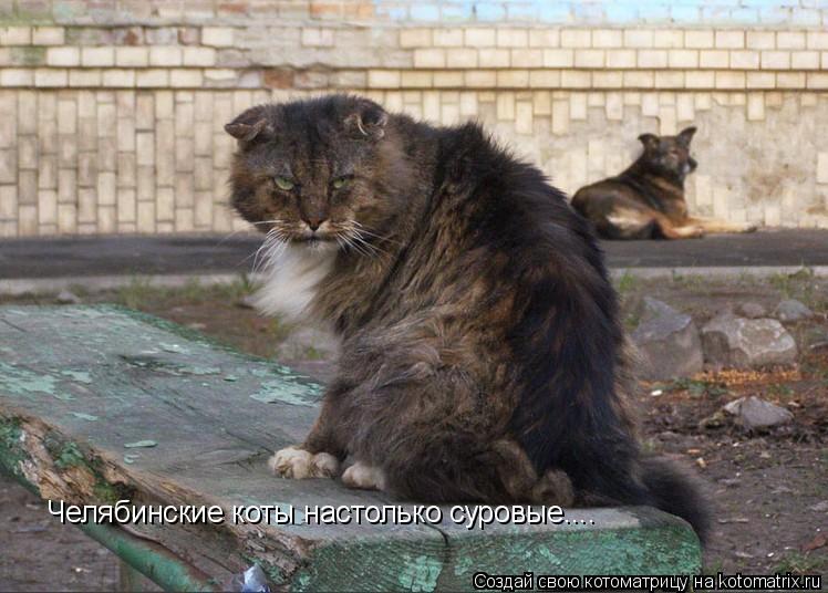 Челябинские коты настолько суровые....... Котоматрица: Челябинские коты настолько суровые....