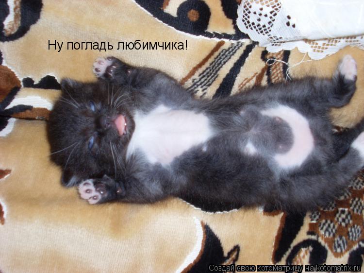 Ну погладь любимчика!... Котоматрица: Ну погладь любимчика!