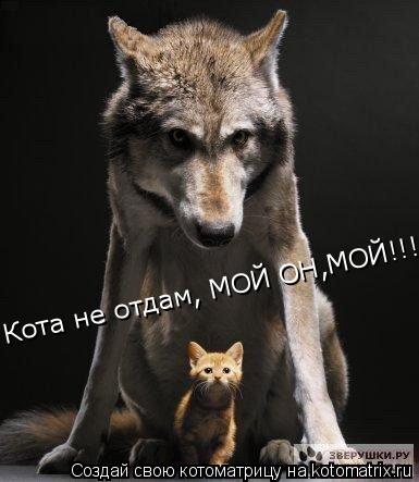 Кота не отдам, МОЙ ОН,МОЙ!!!... Котоматрица: Кота не отдам, МОЙ ОН,МОЙ!!!