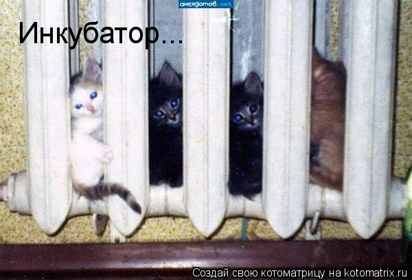 Инкубатор...... Котоматрица: Инкубатор...