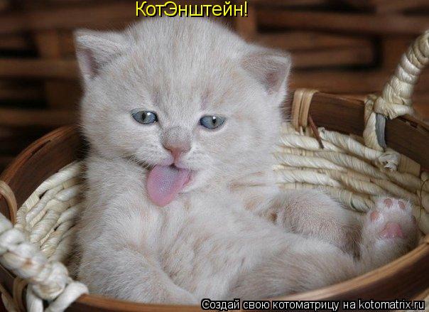 КотЭнштейн!... Котоматрица: КотЭнштейн!