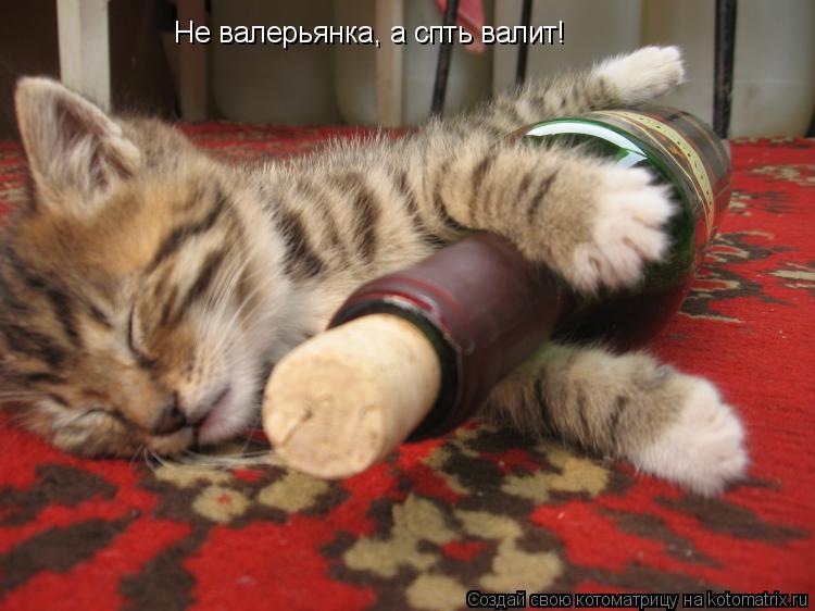 Не валерьянка, а спть валит!... Котоматрица: Не валерьянка, а спть валит!
