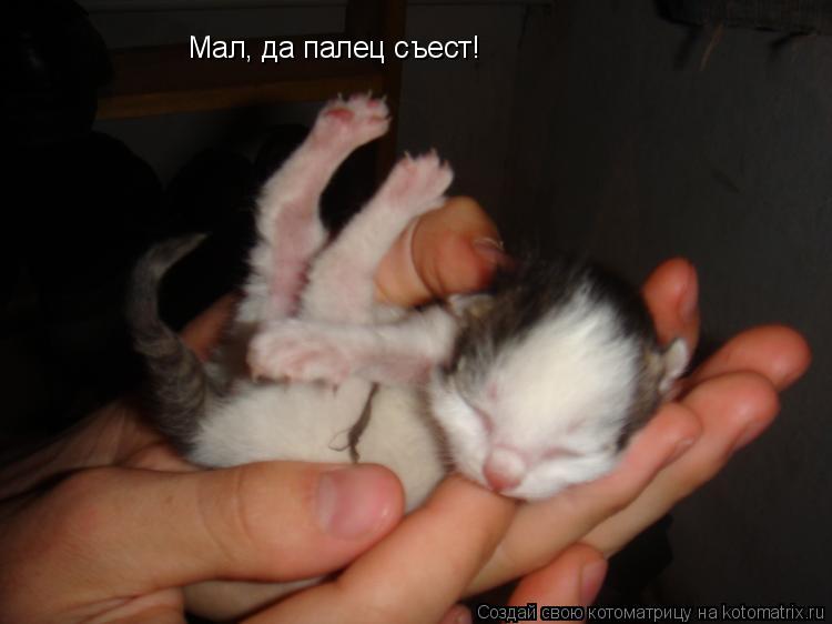 Мал, да палец съест!... Котоматрица: Мал, да палец съест!