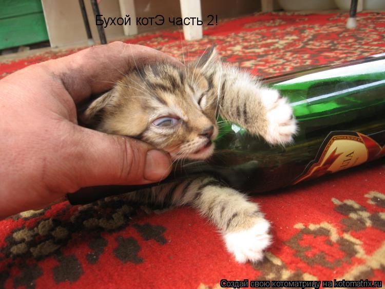 Бухой котЭ часть 2!... Котоматрица: Бухой котЭ часть 2!