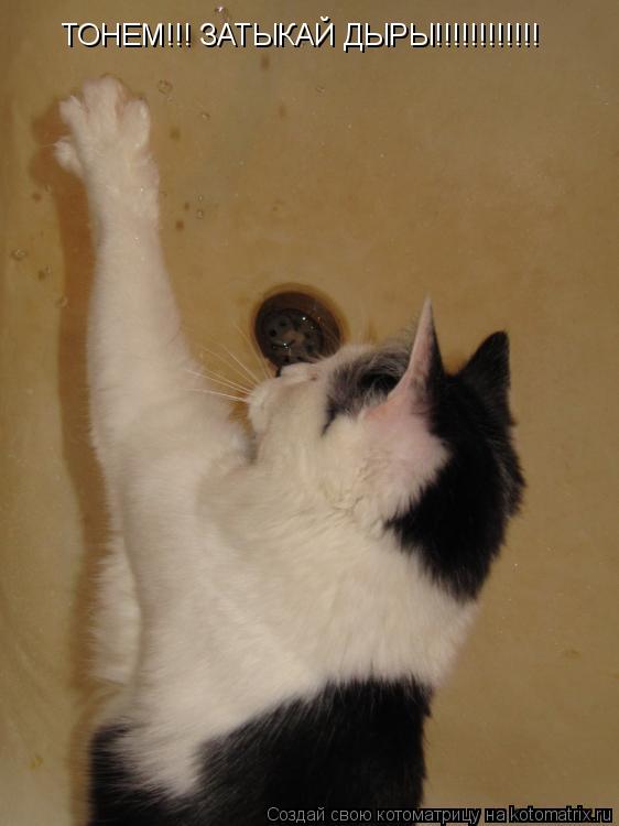 ТОНЕМ!!! ЗАТЫКАЙ ДЫРЫ!!!!!!!!!!!!... Котоматрица: ТОНЕМ!!! ЗАТЫКАЙ ДЫРЫ!!!!!!!!!!!!