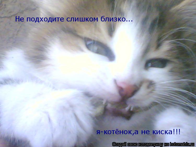 Не подходите слишком близко... я-котёнок,а не киска!!!... Котоматрица: Не подходите слишком близко... я-котёнок,а не киска!!!