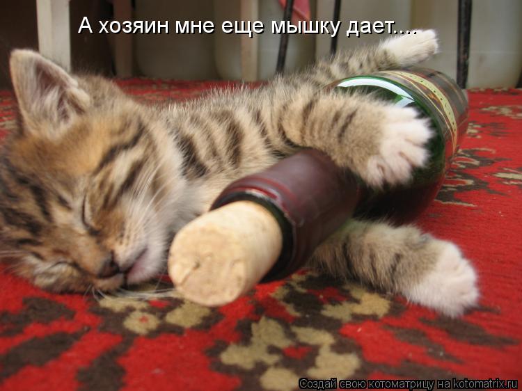А хозяин мне еще мышку дает....... Котоматрица: А хозяин мне еще мышку дает....