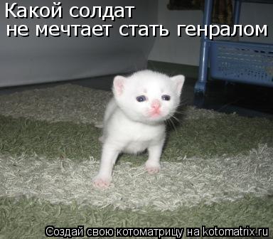 Какой солдат не мечтает стать генралом... Котоматрица: Какой солдат не мечтает стать генралом