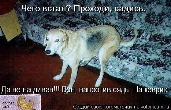 Чего встал? Проходи, садись. Да не на диван!!! Вон, напротив сядь. На коврик.... Котоматрица: Чего встал? Проходи, садись. Да не на диван!!! Вон, напротив сядь. На коврик.